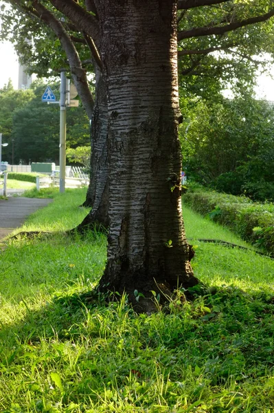 Благословення Природи Благословення Зелені Красиві Квіти Дерева Бур Яни Суха — стокове фото