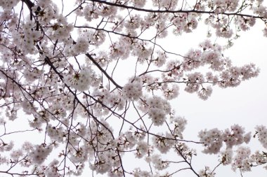 Muhteşem bahçede güzel bahar çiçekleri, pembe kiraz çiçekleri