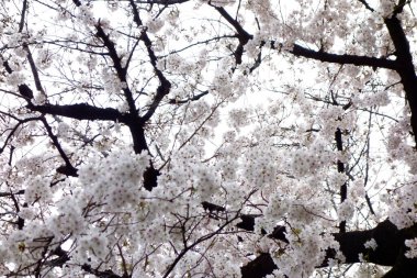 Muhteşem bahçede güzel bahar çiçekleri, pembe kiraz çiçekleri