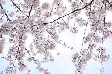 Muhteşem bahçede güzel bahar çiçekleri, pembe kiraz çiçekleri