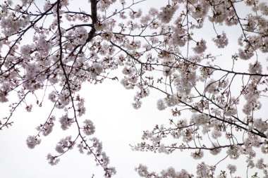 Muhteşem bahçede güzel bahar çiçekleri, pembe kiraz çiçekleri
