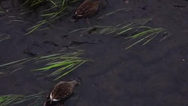 Пара Каругамо Відпочиває Чистій Річці — стокове відео