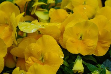 Su damlacıkları ve renkli çiçek aranjmanları iyi korunmuş çiçek yataklarında.