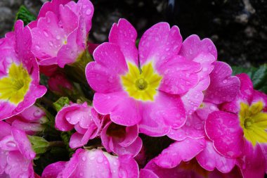 Su damlacıkları ve renkli çiçek aranjmanları iyi korunmuş çiçek yataklarında.