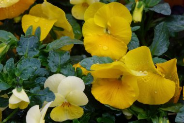 Su damlacıkları ve renkli çiçek aranjmanları iyi korunmuş çiçek yataklarında.