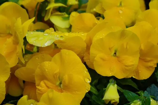 Water droplets and colorful flower arrangements on well-kept flowerbeds