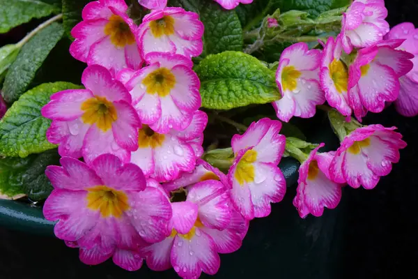 Water droplets and colorful flower arrangements on well-kept flowerbeds