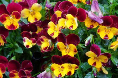 Su damlaları, yağmur damlaları, damlalar ve iyi korunmuş çiçek yataklarıyla renkli çiçek aranjmanları.