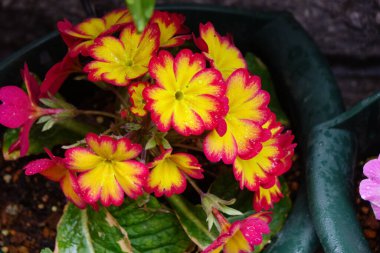 Su damlaları, yağmur damlaları, damlalar ve iyi korunmuş çiçek yataklarıyla renkli çiçek aranjmanları.