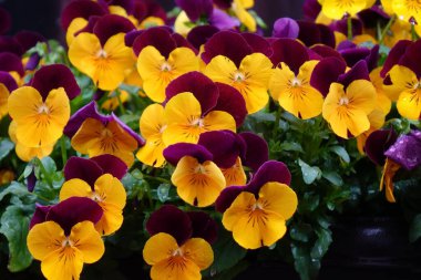 Su damlaları, yağmur damlaları, damlalar ve iyi korunmuş çiçek yataklarıyla renkli çiçek aranjmanları.