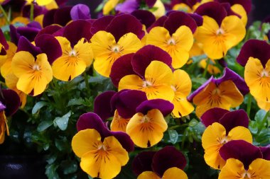 Su damlaları, yağmur damlaları, damlalar ve iyi korunmuş çiçek yataklarıyla renkli çiçek aranjmanları.