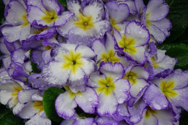 Su damlaları, yağmur damlaları, damlalar ve iyi korunmuş çiçek yataklarıyla renkli çiçek aranjmanları.