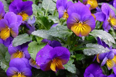 Su damlaları, yağmur damlaları, damlalar ve iyi korunmuş çiçek yataklarıyla renkli çiçek aranjmanları.