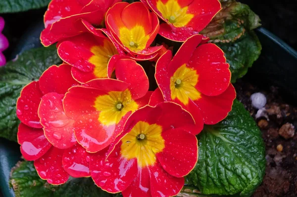 Colorful flower arrangement with water drops, raindrops, drops and well-kept flower beds