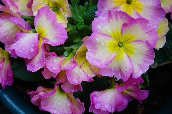 Colorful flower arrangement with water drops, raindrops, drops and well-kept flower beds