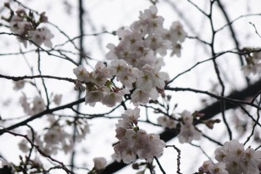 Göz kamaştırıcı pembe kiraz çiçekleri, yağmurlu gökyüzünün altındaki yağmur damlalarıyla ıslanmış taç yaprakları zarif, muhteşem ve sevimlidir..