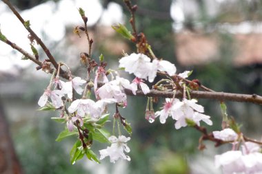 Göz kamaştırıcı pembe kiraz çiçekleri, yağmurlu gökyüzünün altındaki yağmur damlalarıyla ıslanmış taç yaprakları zarif, muhteşem ve sevimlidir..