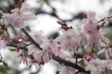 Göz kamaştırıcı pembe kiraz çiçekleri, yağmurlu gökyüzünün altındaki yağmur damlalarıyla ıslanmış taç yaprakları zarif, muhteşem ve sevimlidir..