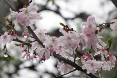 Göz kamaştırıcı pembe kiraz çiçekleri, yağmurlu gökyüzünün altındaki yağmur damlalarıyla ıslanmış taç yaprakları zarif, muhteşem ve sevimlidir..