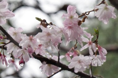 Göz kamaştırıcı pembe kiraz çiçekleri, yağmurlu gökyüzünün altındaki yağmur damlalarıyla ıslanmış taç yaprakları zarif, muhteşem ve sevimlidir..