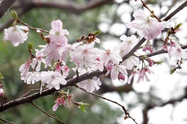 Gorgeous pink cherry blossoms, the petals wet with raindrops under the rainy sky are elegant, gorgeous, and adorable.