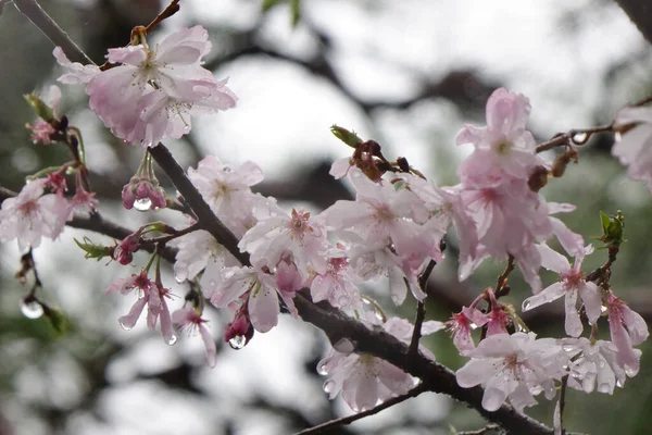 Gorgeous pink cherry blossoms, the petals wet with raindrops under the rainy sky are elegant, gorgeous, and adorable.