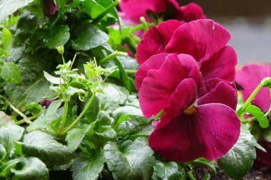 Su damlacıkları, yağmur damlalarıyla ıslanmış nonoşların zarafeti ve güzel kırmızı yapraklar.