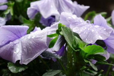 Su damlacıkları, yağmur damlalarıyla ıslanmış nonoşların zarafeti ve güzel mor yapraklar.