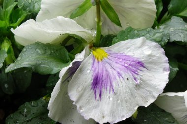 Su damlacıkları, yağmur damlalarıyla ıslanmış beyaz nonoşların zerafeti ve güzel yapraklar..