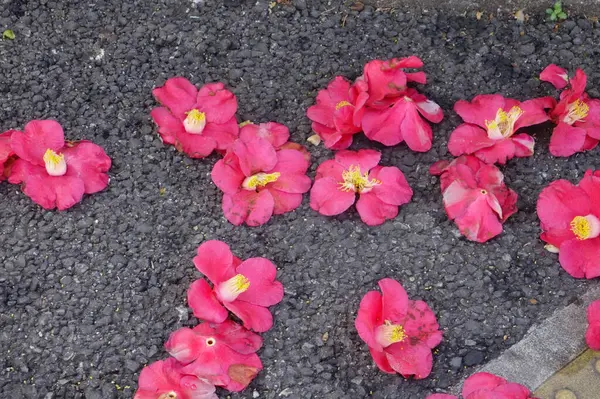 Decayed red camellia flowers scattered on the sidewalk