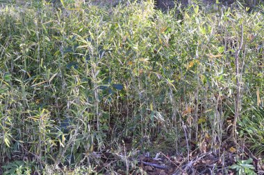 Nehir kenarındaki yabani otlar kuruyor ve çalılara dönüşüyor..