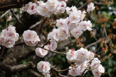 Kayısı yaprakları zarif ve güzel açar ağaçta, pembe ve pembe.                               