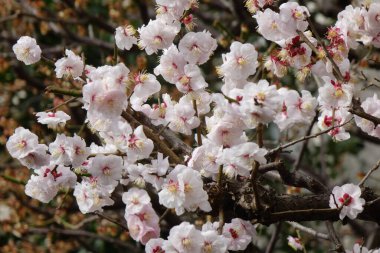 Kayısı yaprakları zarif ve güzel açar ağaçta, pembe ve pembe.                               