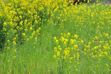 Tecavüz tarlası, güzel sarı çiçekler.