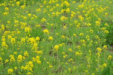 Tecavüz tarlası, güzel sarı çiçekler.