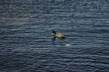    Yokosuka Rıhtımı 'nda su kuşu oyunu oynanıyor.                            