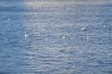   Yokosuka Limanı, sakin dalgalarda eğlenen martılar.                             