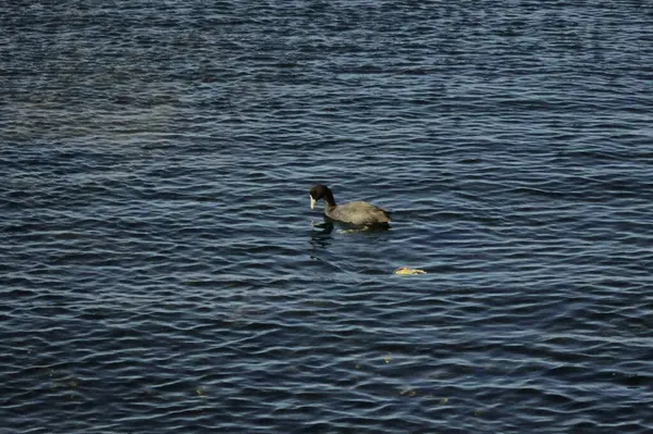    Yokosuka Rıhtımı 'nda su kuşu oyunu oynanıyor.                            