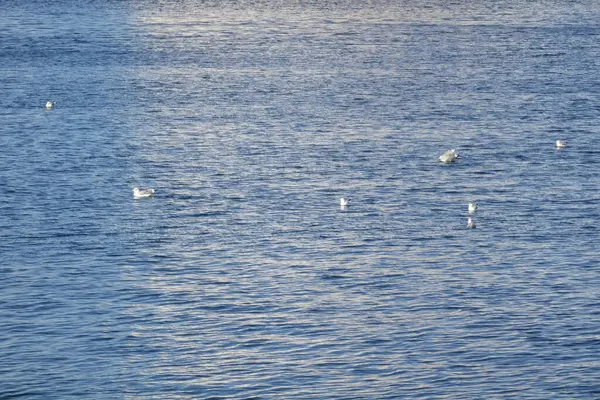   Yokosuka Limanı, sakin dalgalarda eğlenen martılar.                             