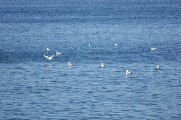   Yokosuka Limanı, sakin dalgalarda eğlenen martılar.                             