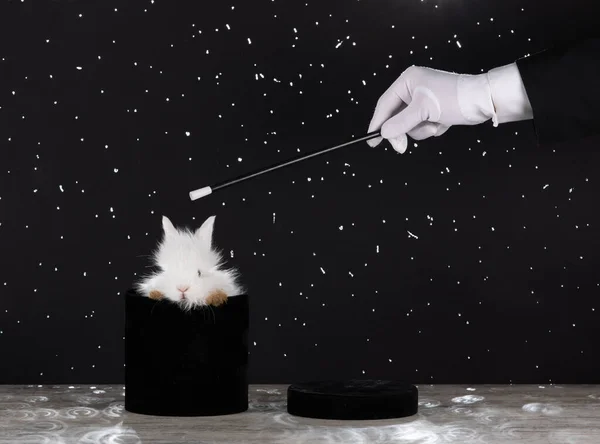 Hand Magician White Rabbit Black Background — Stockfoto