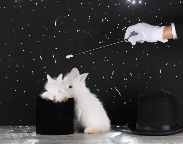 hand magician and white rabbit on black background