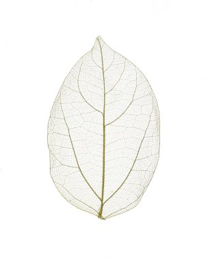 Transparent backdrop texture of colorful floral leaf