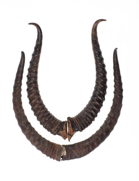 Рога сайги изолированы на белом фоне
