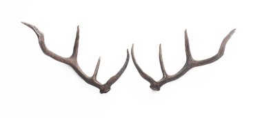 Siberian stag horns isolated on white background