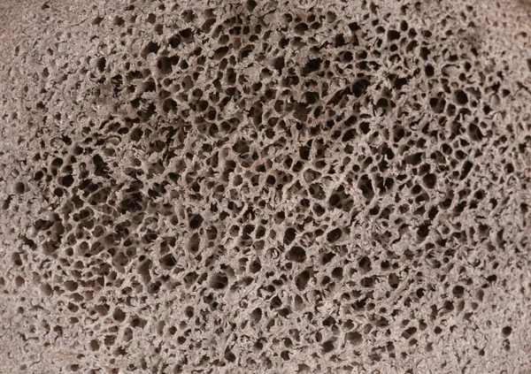 Μακροσκοπική Σπογγώδης Δομή Υφή Οστού — Φωτογραφία Αρχείου