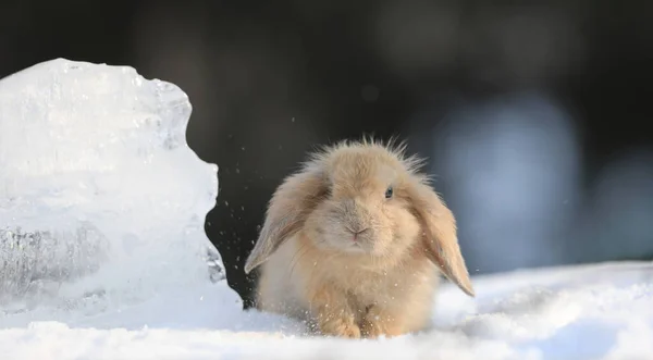 雪地里的侏儒兔子 — 图库照片