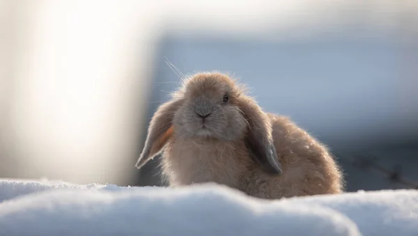 Карликовый Кролик Снегу — стоковое фото