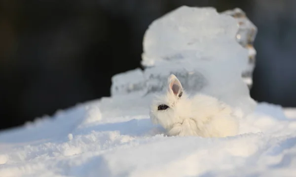 Conejo Blanco Decorativo Nieve —  Fotos de Stock