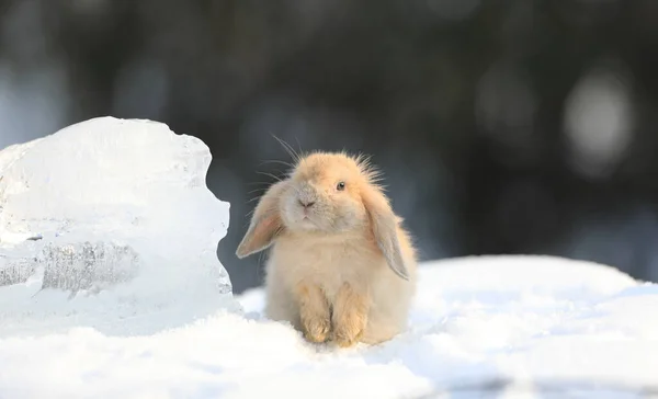 Pygmy Rabbit Snow — Stock Photo, Image